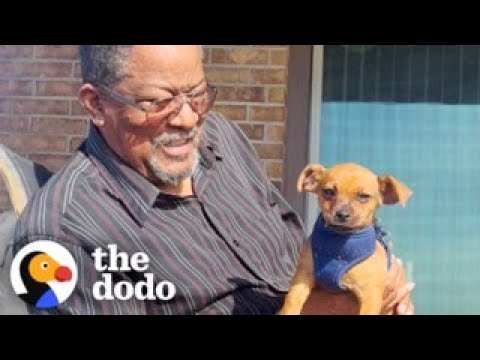 Grandpa Is Smitten With His New Puppy | The Dodo