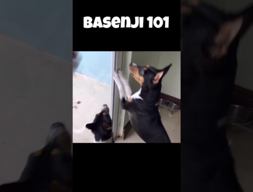 Basenji Dog 101 ☔️ #barkless #dog #basenji