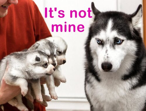 The Cutest Husky Puppies! My Dogs Are Afraid of Puppies