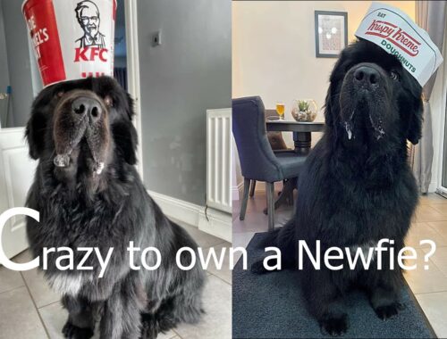 Crazy to own a Newfie? // Life with THE Newfoundland DOG