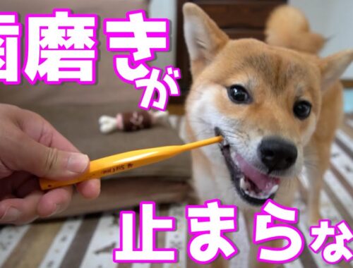 【何か塗ってる？】歯磨きの楽しさを知った柴犬が止まらない　Shiba Inu learns the joy of brushing her teeth
