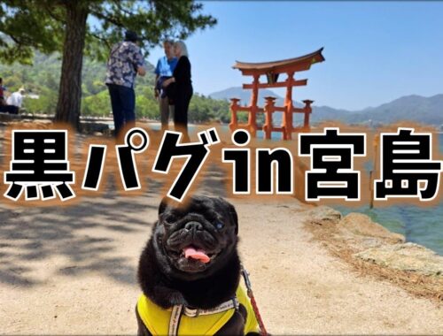 【犬とお出かけ】鹿VS黒パグ勃発！？日本三景、広島県宮島に潜入！