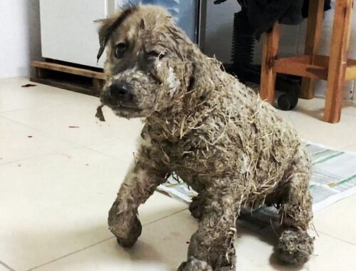 The incredible transformation of Pascal the puppy who was covered in glue