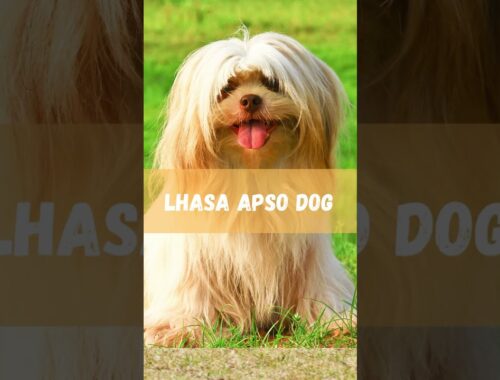 Adorable Lhasa Apso Dog Shows Off His Fluffy Charm