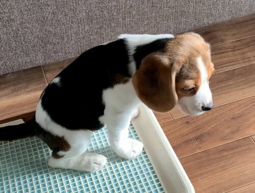 子犬のトイレ事情～もうすぐ生後3ヶ月【ビーグル多頭飼い】Beagle Puppy