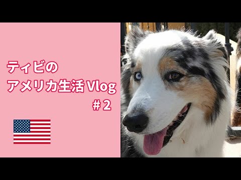 Vlog #2 ～ティビの意味【Australian Shepherd】オーストラリアンシェパード