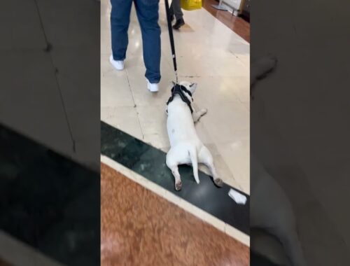 Dog Prefers to Be Dragged Around Shopping Mall || ViralHog