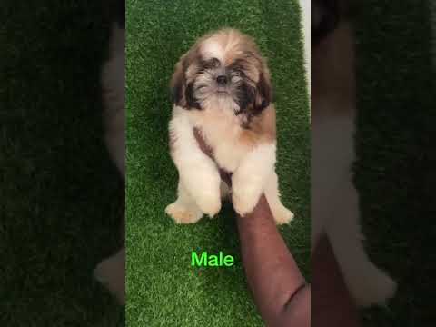 Cute Puppy for Sale-9666884746