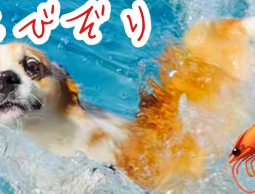 【犬】兄犬が溺れると必死に助けを求めてた弟犬【コーギー子犬】【コーギー泳ぐ】