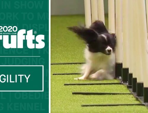 Agility - Singles Heat - Small (Jumping) | ​Crufts 2020