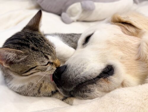 Golden Retriever Puppy and Kitten Best Friends