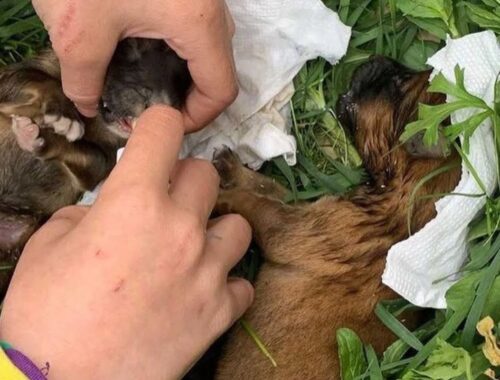 A heartless owner abandoned 2 newborn puppies in the cold rain
