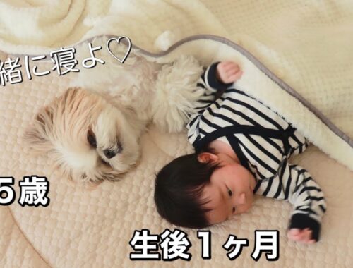 【シーズー犬/はに丸】愛犬と赤ちゃんが1ヶ月暮らしたらこうなりましたwww / 成長日記 / Video of watching Shih Tzu and her baby grow up.