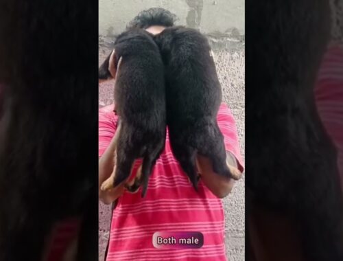 Rottweiler puppies shorts|Puppies shorts Tamil #puppy #puppies #cutepuppies #shorts#short #cutedog