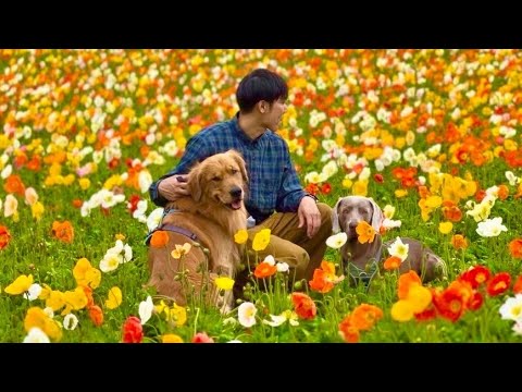 お花畑に行ってきました。ゴールデンレトリバーとワイマラナーの子犬