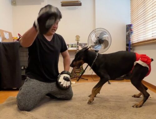 【闘犬訓練】ドーベルマンにスパルタ指導するパパ