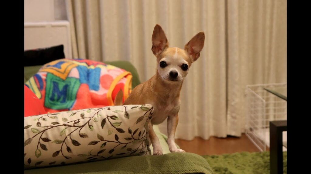 【スムースコートチワワ犬のふく】慌ててジャーキーを食べるの巻 【スムースコートチワワ犬のふく】慌ててジャーキーを食べるの巻