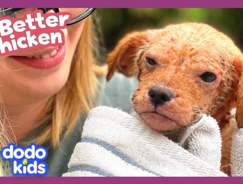 Let’s Help This Achy Puppy Get Her Fur Back! | Dodo Kids | All Better