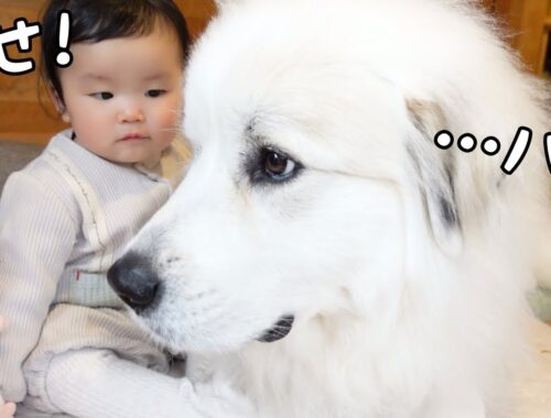 【ついに！】生後10ヶ月の妹が超大型犬を完全に手懐けてしまいました w｜グレートピレニーズ