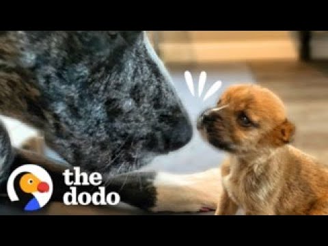 100-Pound Great Dane Takes Care Of The Tiniest Puppies | The Dodo