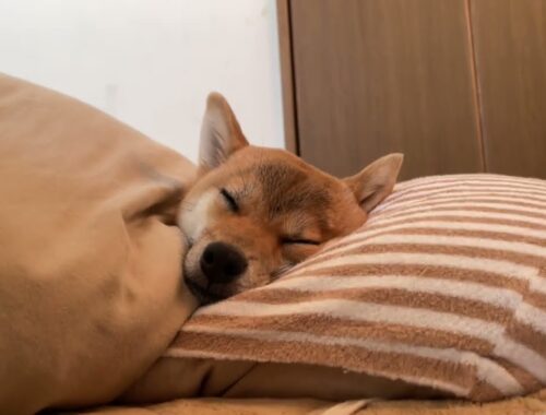 朝、目が覚めると柴犬がいる生活　Living with a Shiba Inu when you wake up in the morning.
