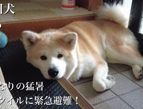 秋田犬ともぐら家族　はる、いきなりの猛暑、玄関タイルに緊急避難