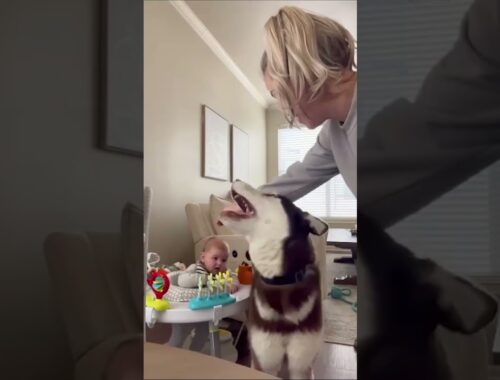 Hilarious Husky Defends Baby's Naptime!