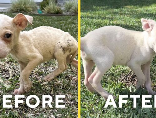 My Neglected Rescue Puppies' DRAMATIC Transformation...