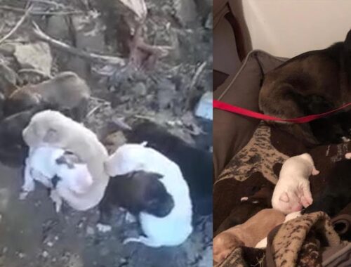 The mother dog and 8 her puppies was dumped at landfill like garbage! 90 days journey of her puppies