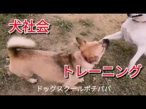 【紀州犬ミックス】ジャックくん犬社会トレーニング