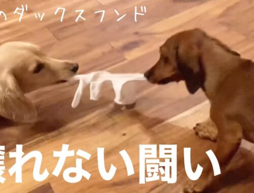 果たして闘いの結末は…【3匹のダックスフンド】Cute dachshund playing with toys.
