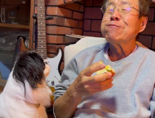 りんごを食べて満足気なじいじと子犬の反応が笑。