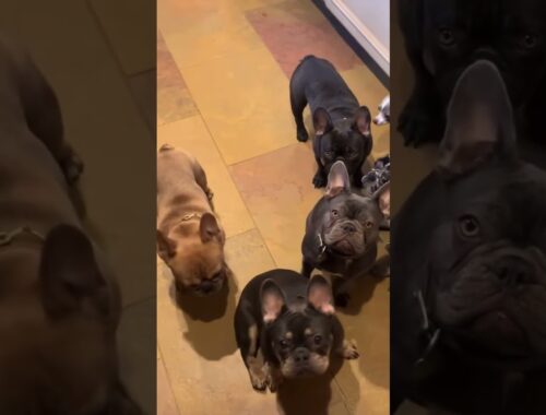 These Cute Puppies Are Having A Meeting About Barking! (Cute Puppy Videos)