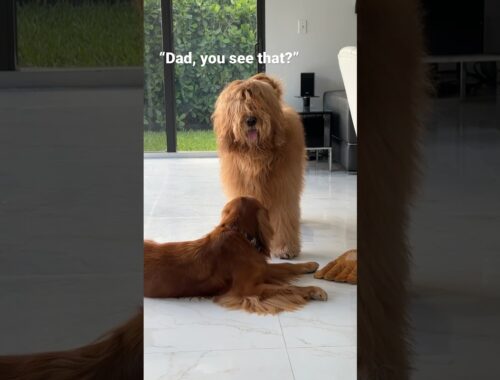 Do dogs recognize their mothers? #goldendoodle #goldenretriever #cute