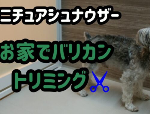 ミニチュアシュナウザーダンロのお家でバリカン☆トリミング #犬トリミング #ミニチュアシュナウザー