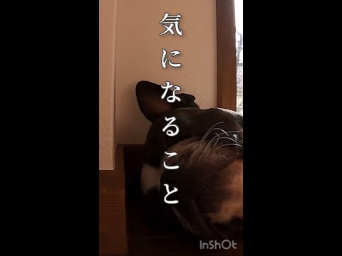 ボストンテリアきいろさん【ボステリ】