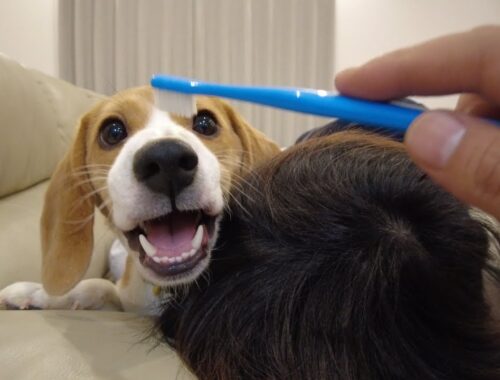 歯磨きを耐える表情が残念なビーグル犬