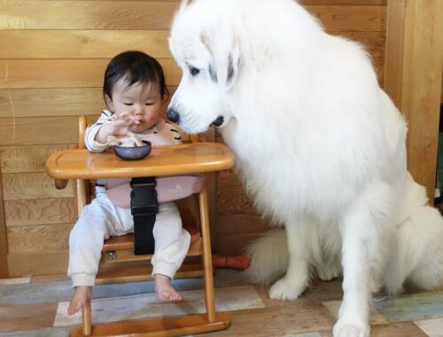 【デカ！】生後10ヶ月の妹のご飯を見守る超大型犬の圧がすごすぎるw｜グレートピレニーズ
