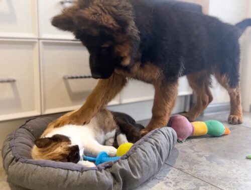 German Shepherd Puppy Shocked by Cat occupying dog bed!