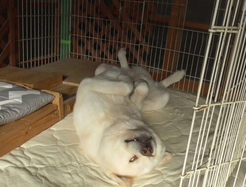 【秋田犬ゆうき】横になり寝ている第一形態から気持ち良さそうな白目ヘソ天形態になるまで【akita dog】