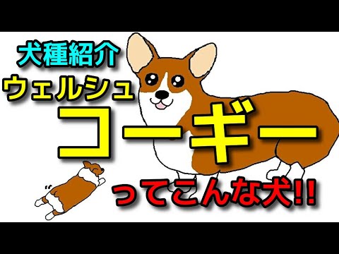 【犬 ウェルシュコーギー】子犬の選び方!飼主さんは絶対共感するウェルシュコーギーの犬種特徴! 【犬 ウェルシュコーギー】子犬の選び方!飼主さんは絶対共感するウェルシュコーギーの犬種特徴!