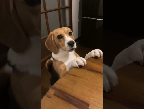 おねだりビーグル #beagle #いぬ #いぬのいる生活 #ビーグル食欲