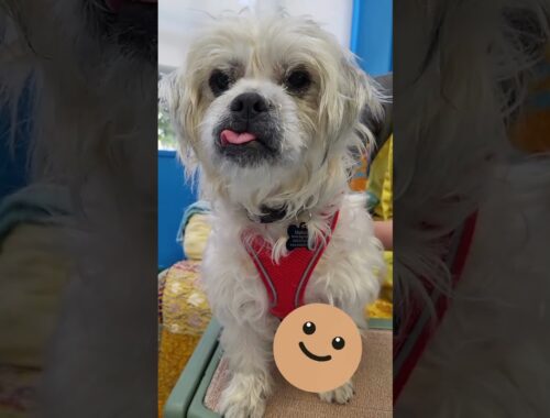 Adopt Roadie, a Lhasa Apso/Terrier mix at Muttville!