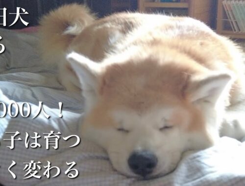 秋田犬ともぐら家族　はる、祝1000人！寝る子は育つ大きく変わる