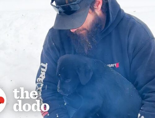 Truck Driver Rescues Puppy Covered In Ice | The Dodo