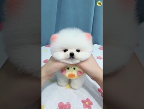 Pomeranian Dog | Toy Pom | Teacup dog | Pomeranian Dog price | cute dog | cute puppy | #cutedog