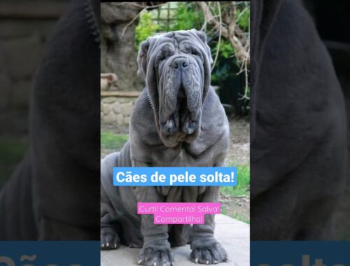 Cães de pele solta! @canilpedradeguaratiba #dicaspet #sharpei #mastinonapoletano