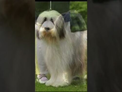 SCOTTISH Bearded COLLIE Dog Images!