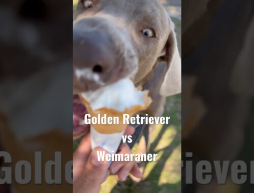 Golden Retriever vs Weimaraner #ゴールデンレトリバー #ワイマラナー #大型犬
