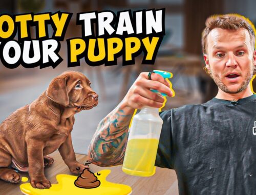 Puppy Training - How To Potty Train A PUPPY In 5 Minutes!